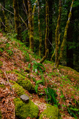 Swamp plants, mosses and ferns in a damp forest. Washington State
