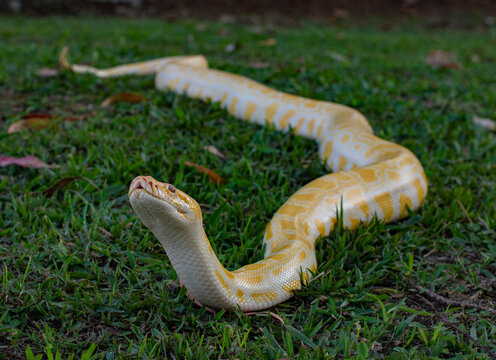 snake in the grass