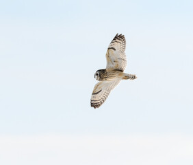Short-eared Owl in Flight on Blue Sky in Winter