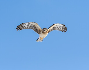 Northern Harrier in Flight on Blue Sky in Winter
