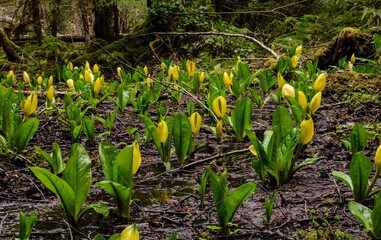 Western Skunk Cabbage (Lysichiton americanus) in a red alder grove, Olympic National Park