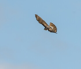 Northern Harrier in Flight on Blue Sky in Winter
