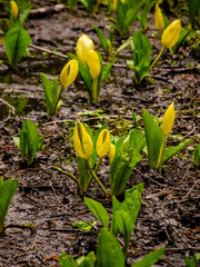 Western Skunk Cabbage (Lysichiton americanus) in a red alder grove, Olympic National Park