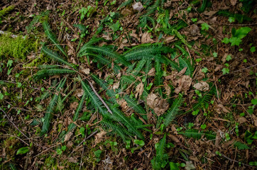 Obraz premium Swamp plants, mosses and ferns in a damp forest. Washington State