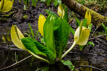 Western Skunk Cabbage (Lysichiton americanus) in a red alder grove, Olympic National Park