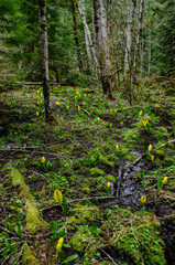 Western Skunk Cabbage (Lysichiton americanus) in a red alder grove, Olympic National Park