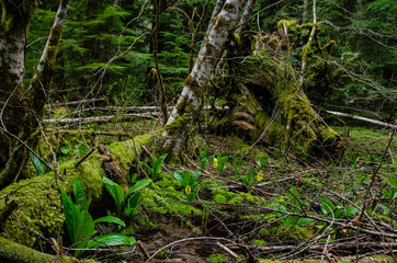 Fototapeta premium Western Skunk Cabbage (Lysichiton americanus) in a red alder grove, Olympic National Park