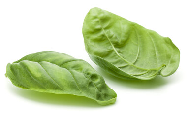 Close up studio shot of fresh green basil herb leaves isolated on white background. Sweet Genovese basil.
