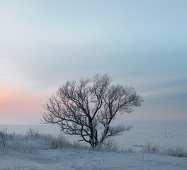 Lonely tree on the background of a sunset winter evening