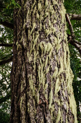 The trunk of an old tree covered with lichens and mosses in Olympic National Park, Washington