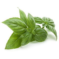 Obraz premium Close up studio shot of fresh green basil herb leaves isolated on white background. Sweet Genovese basil.