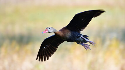 Black bellied whistling duck (Dendrocygna autumnalis) in flight