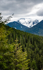 Mountains in the snow, overgrown with wood. Thick clouds over the mountains. Montana
