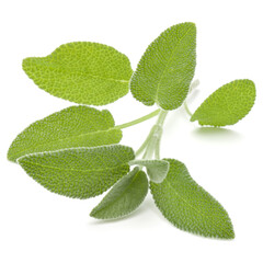 Sage herb leaves  bouquet isolated on white background cutout.