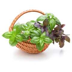 Sweet basil herb leaves bunch in wicker basket isolated on white background cutout