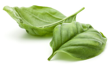 Close up studio shot of fresh green basil herb leaves isolated on white background. Sweet Genovese basil.