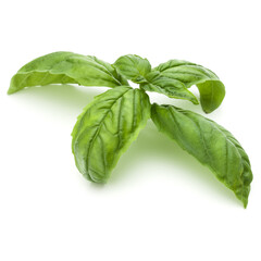 Close up studio shot of fresh green basil herb leaves isolated on white background. Sweet Genovese basil.