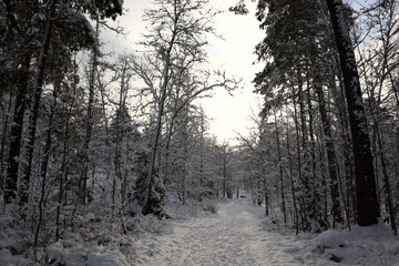Nice snowy landscape during a Swedish winter. Plenty of cold white snow and a great view. Järfälla, Stockholm, Sweden, Europe.