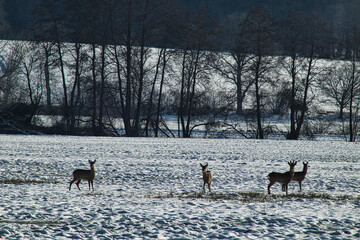 Freilaufende Rehe