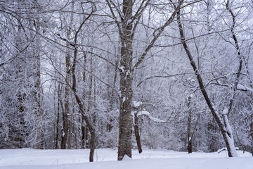 land is covered with white snow and kokime all the branches are white with snow