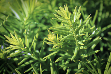 Background macro of a needles on a Hicks Yew