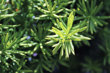 Closeup of the green branches on a Hicks Yew