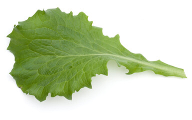 Close up studio shot of fresh green endive salad leaf isolated on white background.