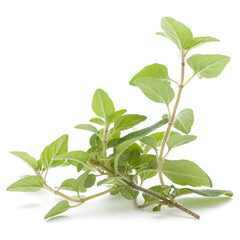 Oregano or marjoram leaves isolated on white background cutout