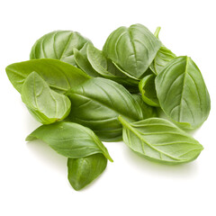 Sweet basil herb leaves handful isolated on white background closeup