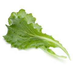Close up studio shot of fresh green endive salad leaf isolated on white background.