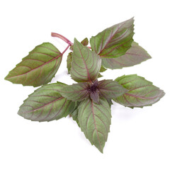 Red basil herb leaves isolated on white background. Dark opal basil leaf.