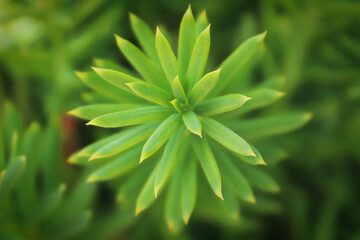 Background macro of a needles on a Hicks Yew