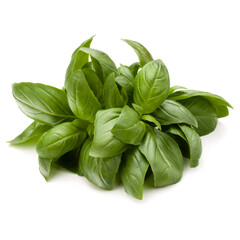 Sweet basil herb leaves bunch isolated on white background