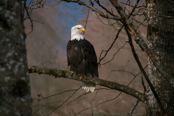 bale eagle sitting on the tree