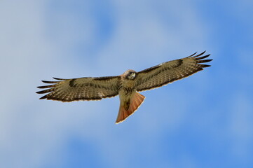 red tailed hawk (Buteo jamaicensis) soaring straight above while looking down towards ground with blue sky and clouds background