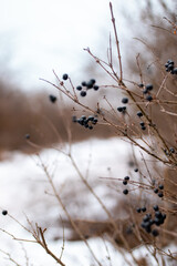 wild privet