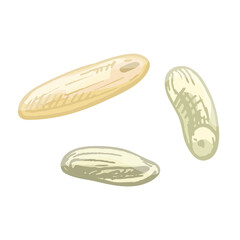 Grains of rice. Vector color vintage hand drawn hatching illustration