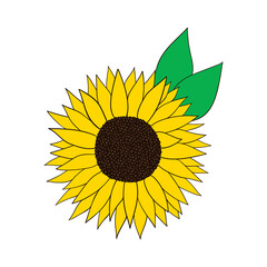 Sunflower. Vector illustration in flat style. Isolated objects on white background. Good for posters, t shirts, postcards.