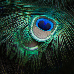 Naklejka premium Details peacock feather macro