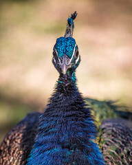 Peacock Portrait