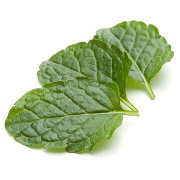 Peppermint herb isolated on white background cutout. Mint leaves.