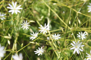 flowers in the grass