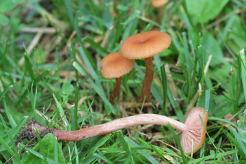Laccaria laccata, known as the deceiver or waxy laccaria, wild mushroom from Finland