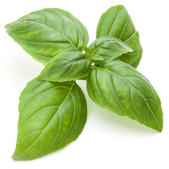 Close up studio shot of fresh green basil herb leaves isolated on white background. Sweet Genovese...