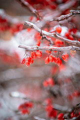 bearberry cotoneaster in winter