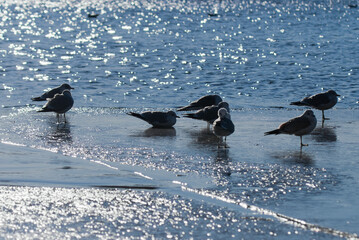 birds on the beach. in the photo, birds in the sea on the shore