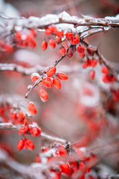 bearberry cotoneaster in winter