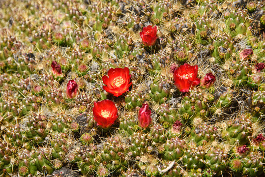Mound cactus flowers (Tephrocactus floccosus) in the Cordillera Blanca, Ancash, Peru
