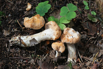 Hydnum rufescens, commonly known as the terracotta hedgehog, wild mushroom from Finland