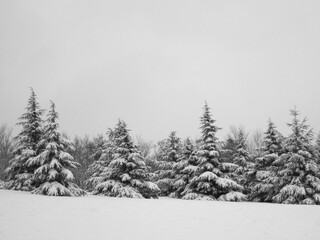 Paysage de sapins sous la neige fraîche par temps gris